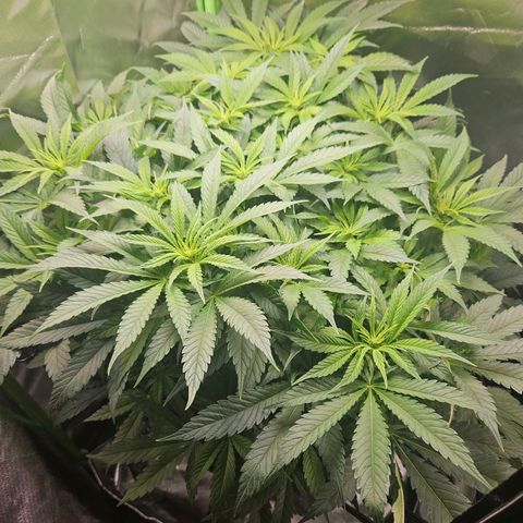Dream dja growlog timeline photo