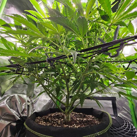 Dream dja growlog timeline photo