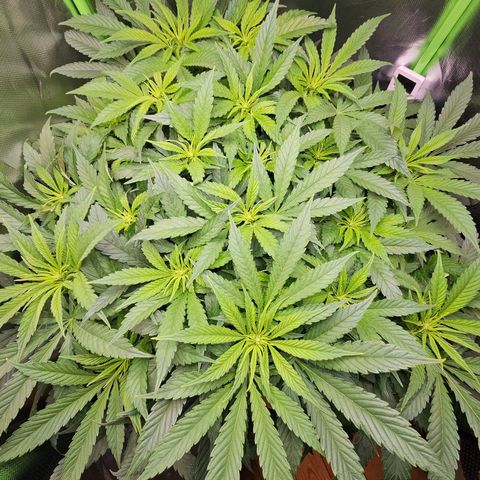 Dream dja growlog timeline photo