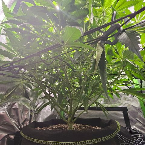 Dream dja growlog timeline photo