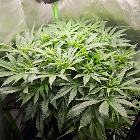 Dream dja growlog timeline photo
