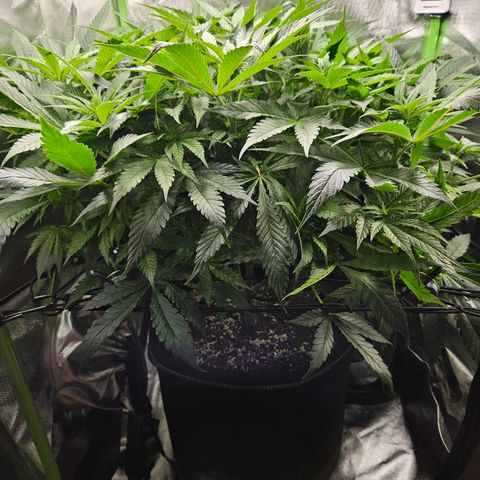 Dream dja growlog timeline photo