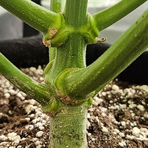Dream dja growlog timeline photo