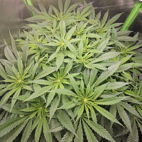 Dream dja growlog timeline photo