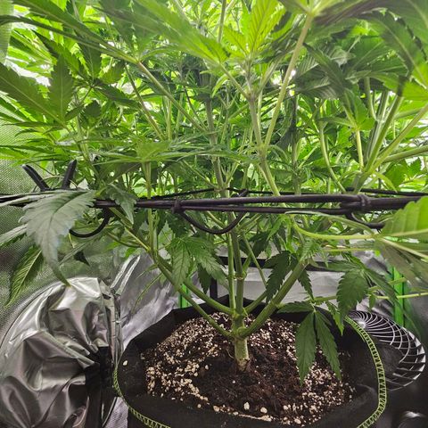 Dream dja growlog timeline photo