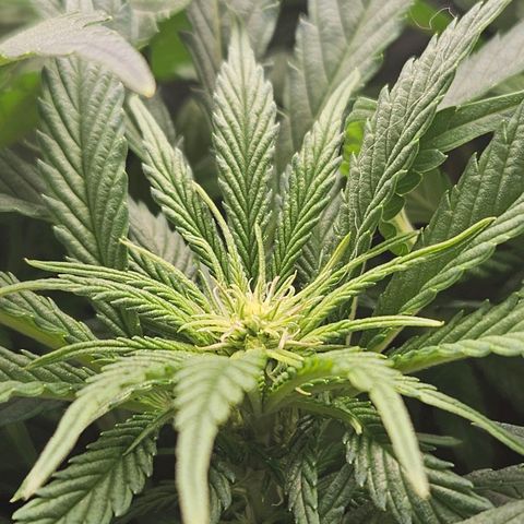 Dream dja growlog timeline photo