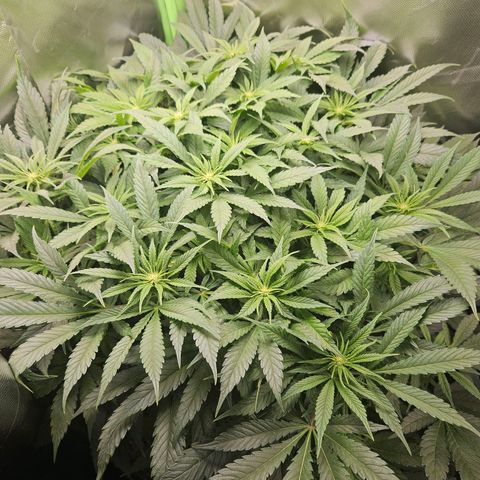 Dream dja growlog timeline photo