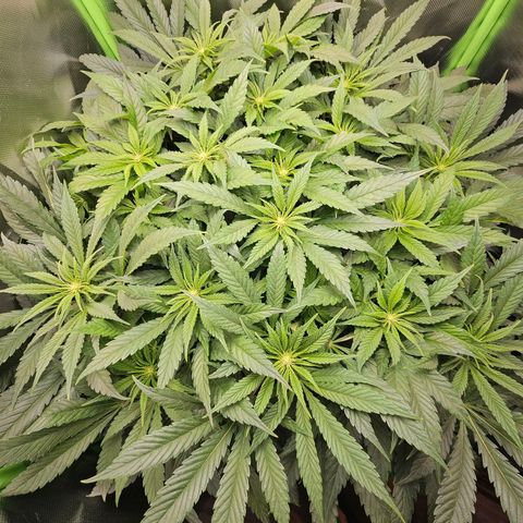 Dream dja growlog timeline photo