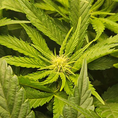 Dream dja growlog timeline photo