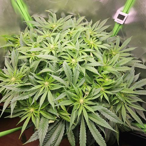 Dream dja growlog timeline photo