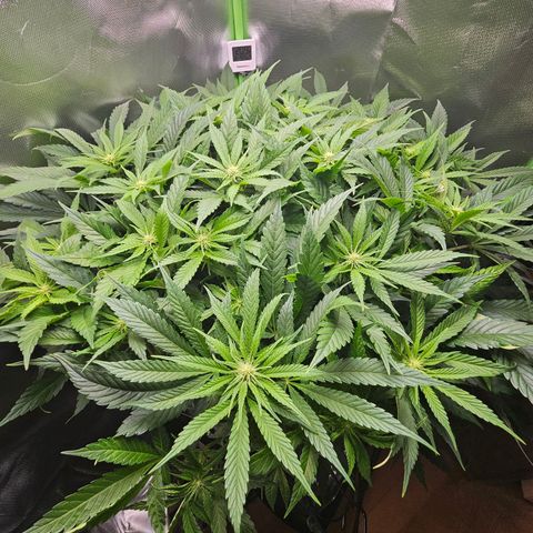 Dream dja growlog timeline photo