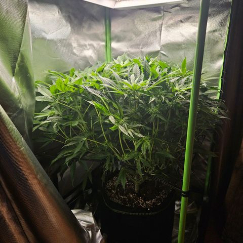 Dream dja growlog timeline photo