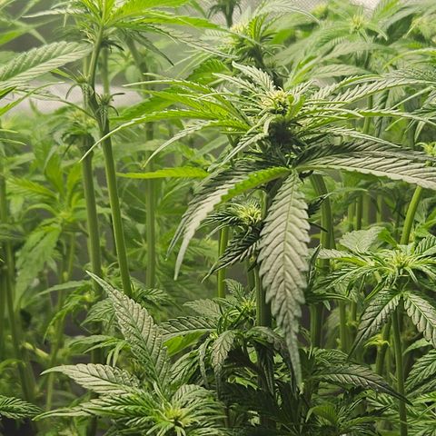Dream dja growlog timeline photo