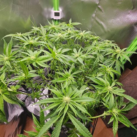 Dream dja growlog timeline photo
