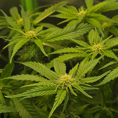 Dream dja growlog timeline photo