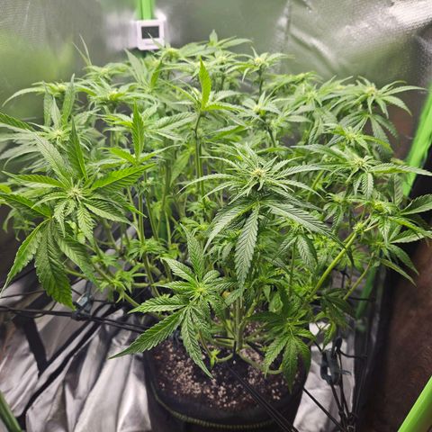 Dream dja growlog timeline photo