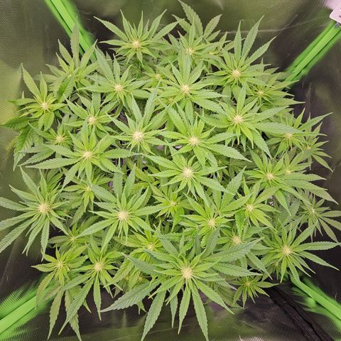 Dream dja growlog timeline photo