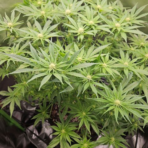 Dream dja growlog timeline photo