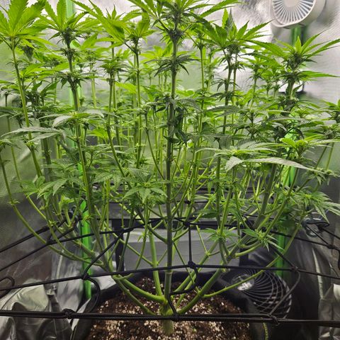 Dream dja growlog timeline photo