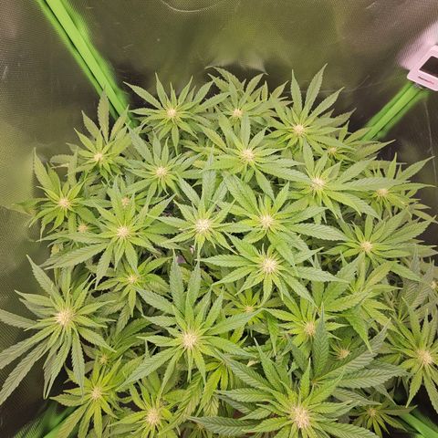 Dream dja growlog timeline photo