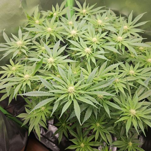Dream dja growlog timeline photo