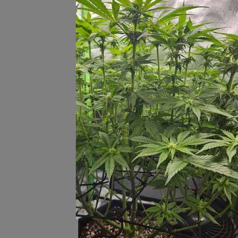 Dream dja growlog timeline photo