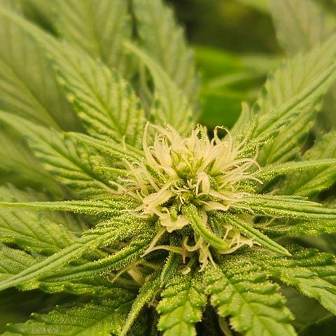 Dream dja growlog timeline photo