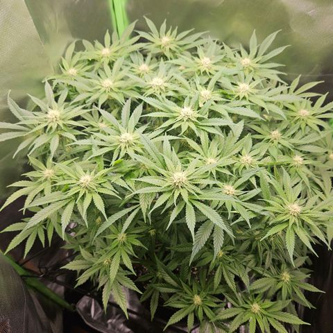 Dream dja growlog timeline photo