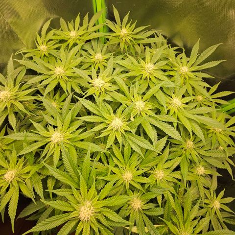 Dream dja growlog timeline photo