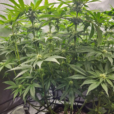 Dream dja growlog timeline photo