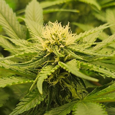 Dream dja growlog timeline photo