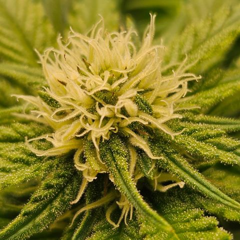 Dream dja growlog timeline photo