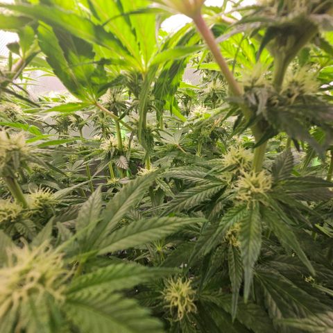 Dream dja growlog timeline photo