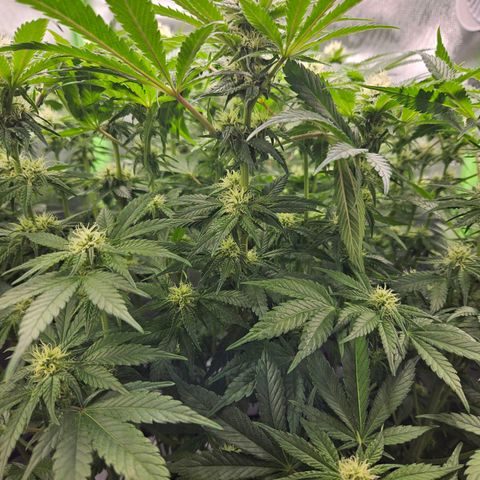 Dream dja growlog timeline photo