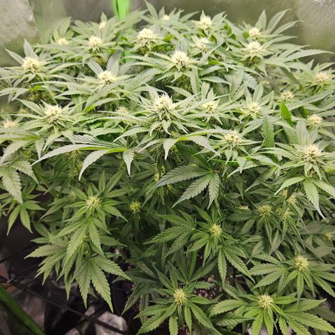Dream dja growlog timeline photo