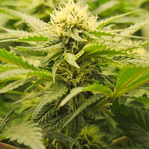 Dream dja growlog timeline photo