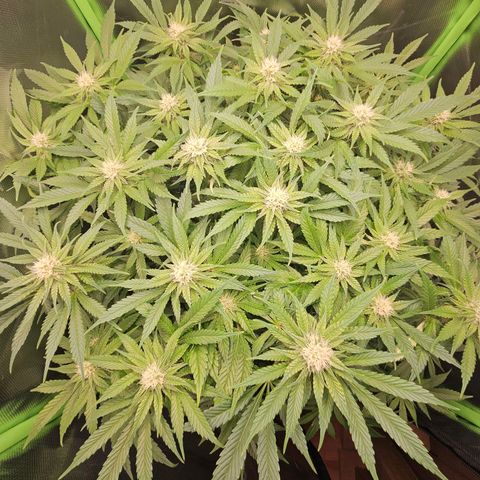 Dream dja growlog timeline photo