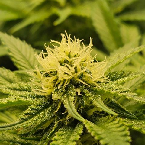 Dream dja growlog timeline photo