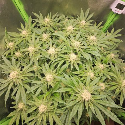 Dream dja growlog timeline photo