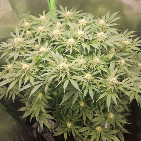 Dream dja growlog timeline photo