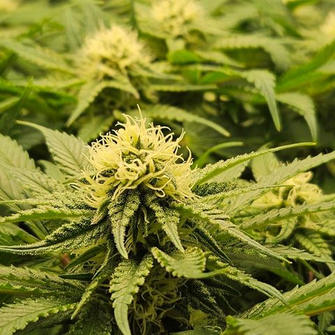 Dream dja growlog timeline photo