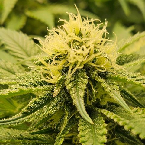 Dream dja growlog timeline photo