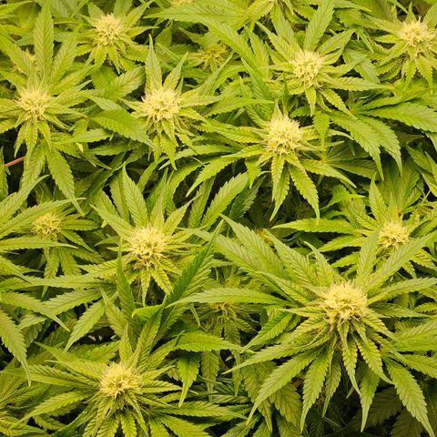 Dream dja growlog timeline photo