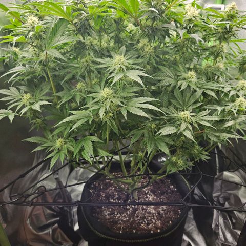 Dream dja growlog timeline photo