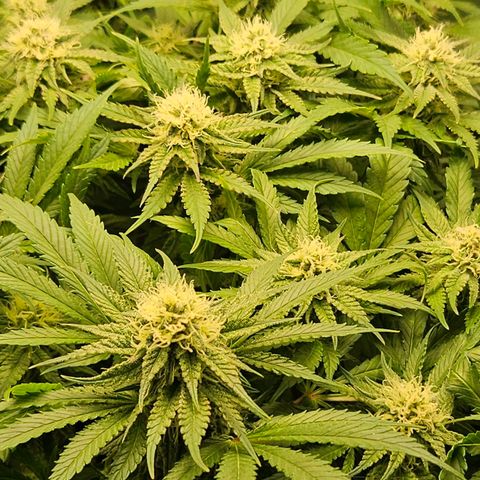 Dream dja growlog timeline photo