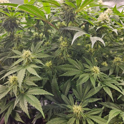 Dream dja growlog timeline photo