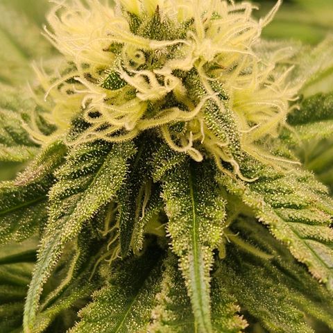 Dream dja growlog timeline photo