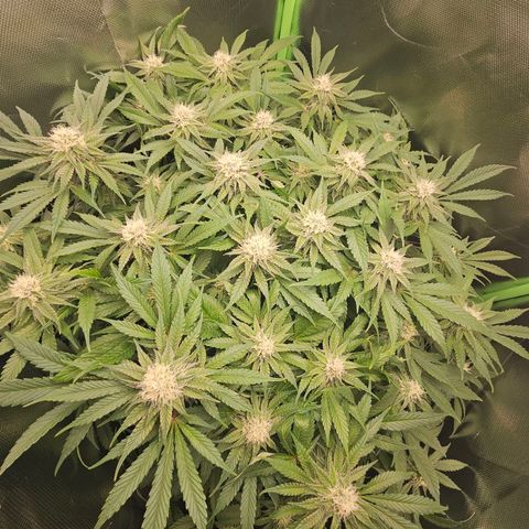 Dream dja growlog timeline photo