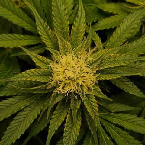 Dream dja growlog timeline photo
