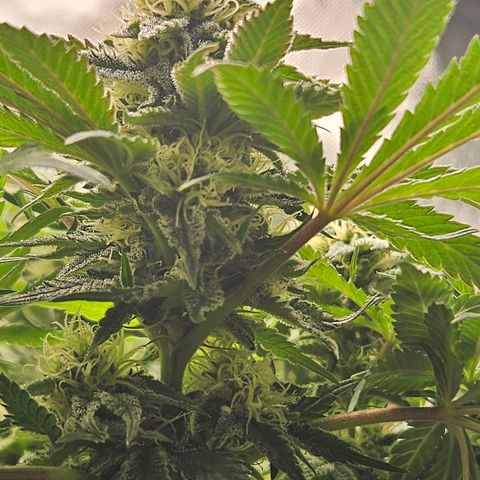 Dream dja growlog timeline photo